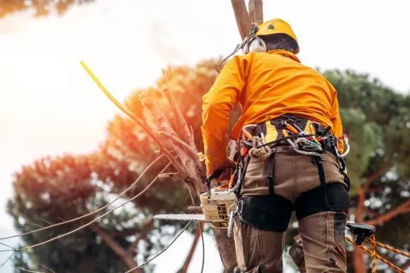 Service d'élagage arbre à Livarot-Pays-d'Auge