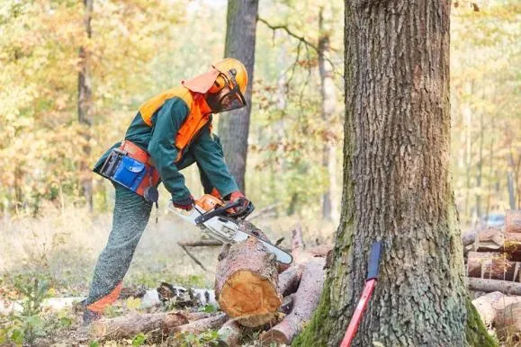 Débroussaillement arbres à Livarot-Pays-d'Auge